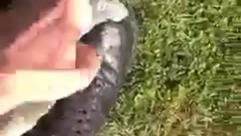 Racist Turtle attacks 'blacks' only!