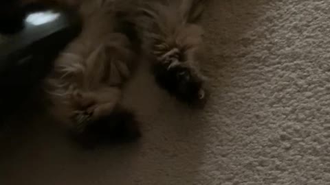 Persian Cat Leo loving his tummy sweeping