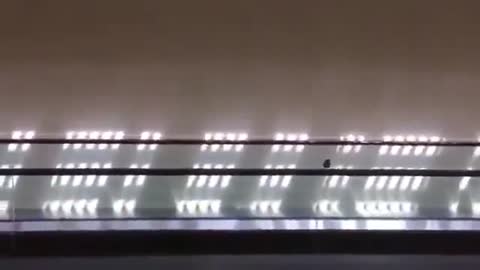 The bird knows how to have fun.