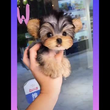 Great Cute and Funny Dogs Videos Compilation 2021 #1