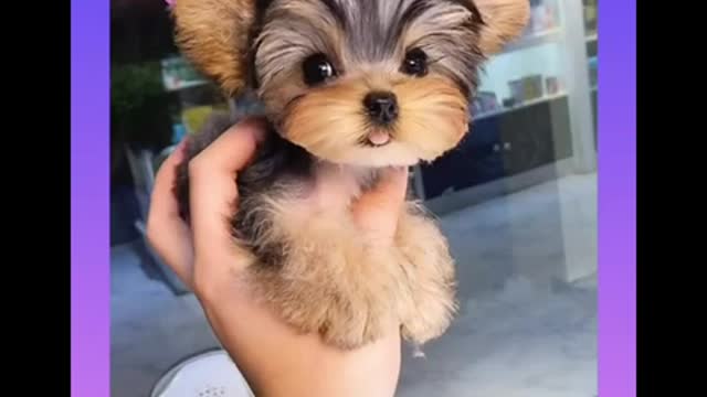 Great Cute and Funny Dogs Videos Compilation 2021 #1