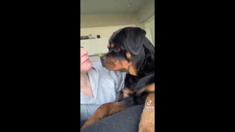 Funny And Adorable Dog OF TIkTo