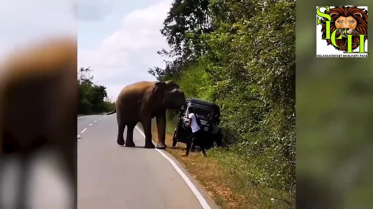 Giant Elephant Attacking a Three Wheeler