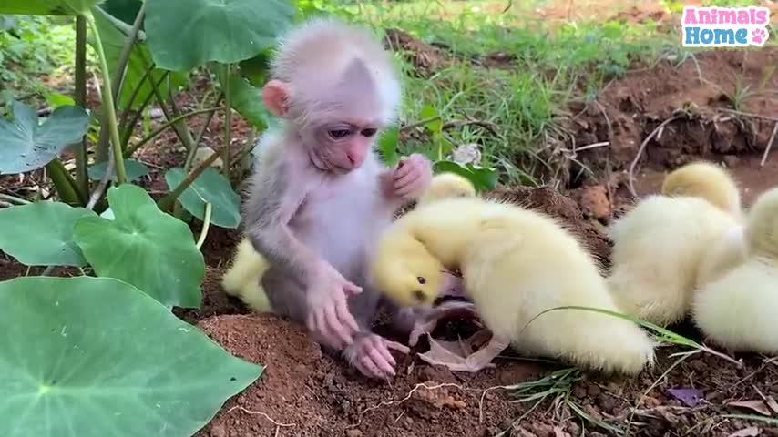 Monkey 🐒 and ducks 🦆