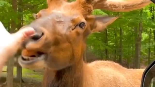 Beautiful Pets Video & Pets Status #rumble #rumbleshorts