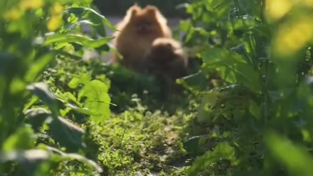 Love you when I became the world's most stupid dog