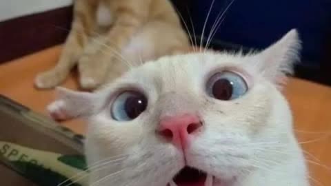 CATS will make you LAUGH YOUR HEAD OFF - Funny CAT compilation