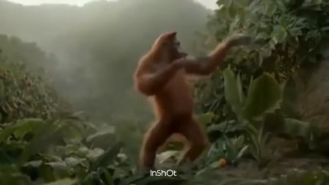 VIRAL MONKEY DANCE