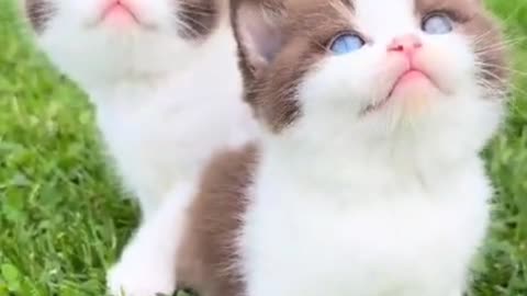 Cute cute baby cat