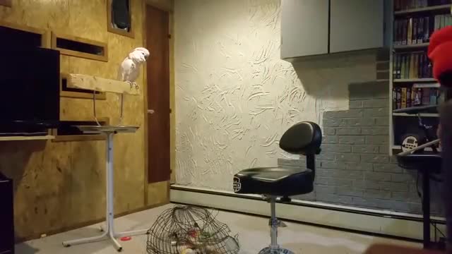 how to get mad parrot easily