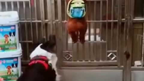 Funny video of pets