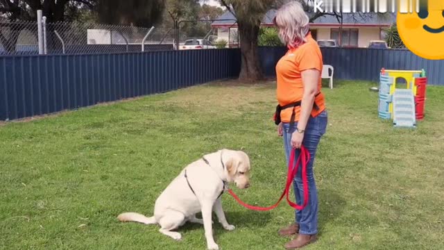 Learn how to teach your dog to sit and drop