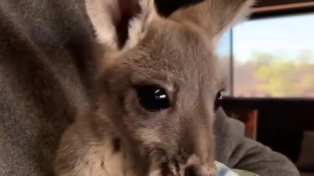 How sweet is this baby kangroo 😍 australia