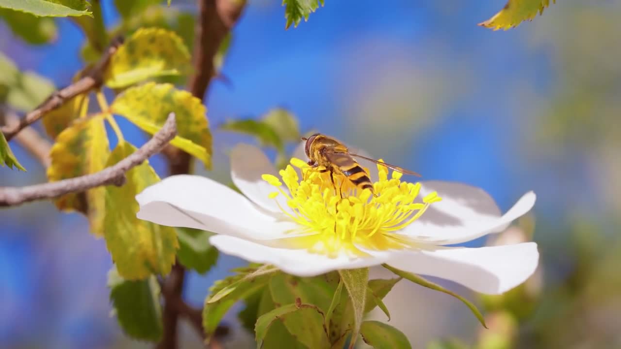 Hoverflies, flower flies or syrphid flies, insect family Syrphidae