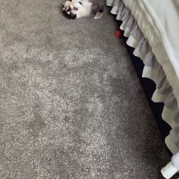 Adorable kitten trips