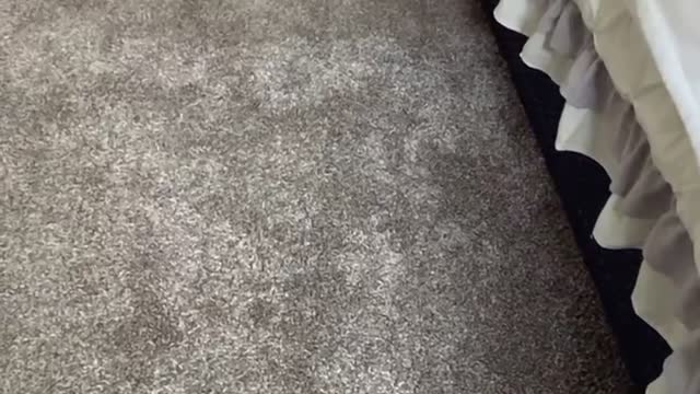 Adorable kitten trips