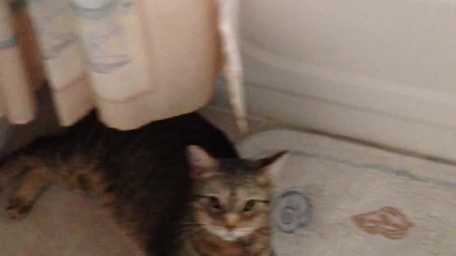 CAT IN THE BATHROOM PLAYING