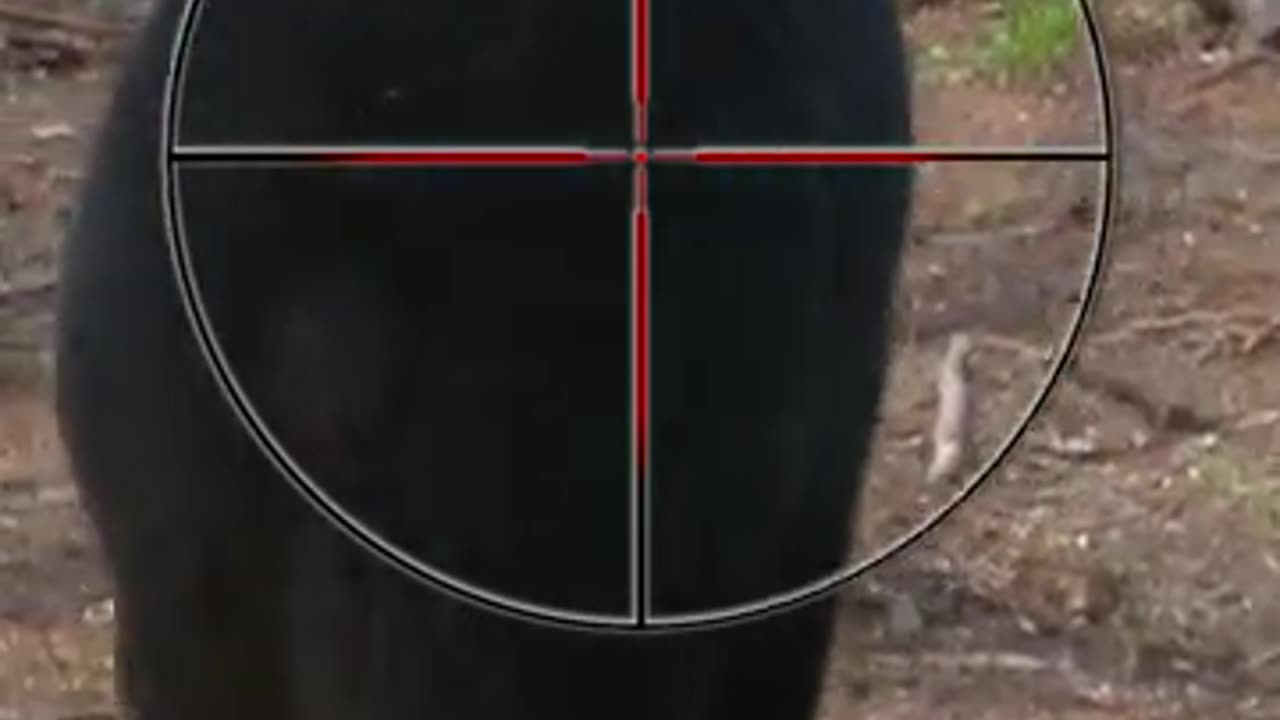 INSANE Bear Hunt (Where to Shoot a Bear with a Crossbow) _ Hunting Tips @exc