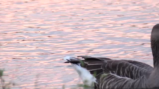 View of ducks inside the lake