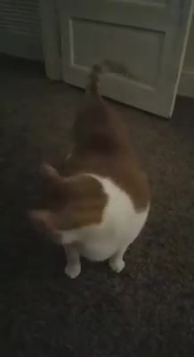 Cat Meows Good Morning