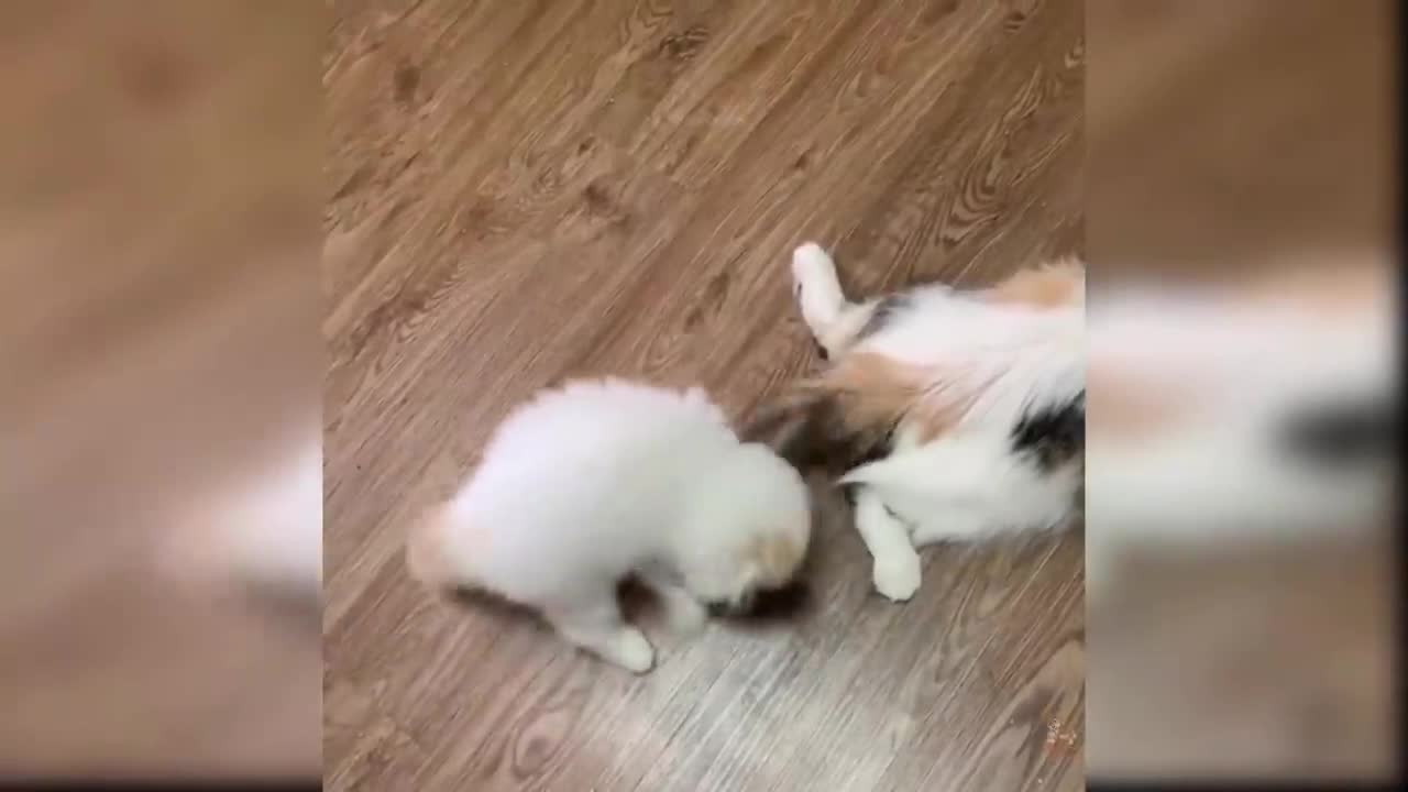 Baby Cats - Cute and Funny Cat Videos Compilation #1