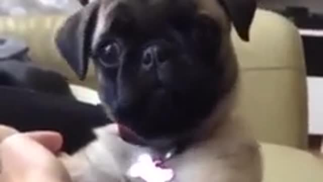 Introducing one of the world's cutest baby pug | Funny videos