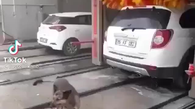 Dog car wash