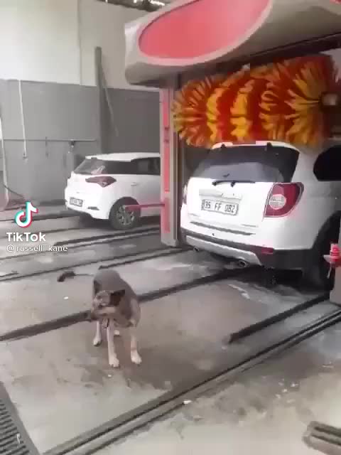 Dog car wash