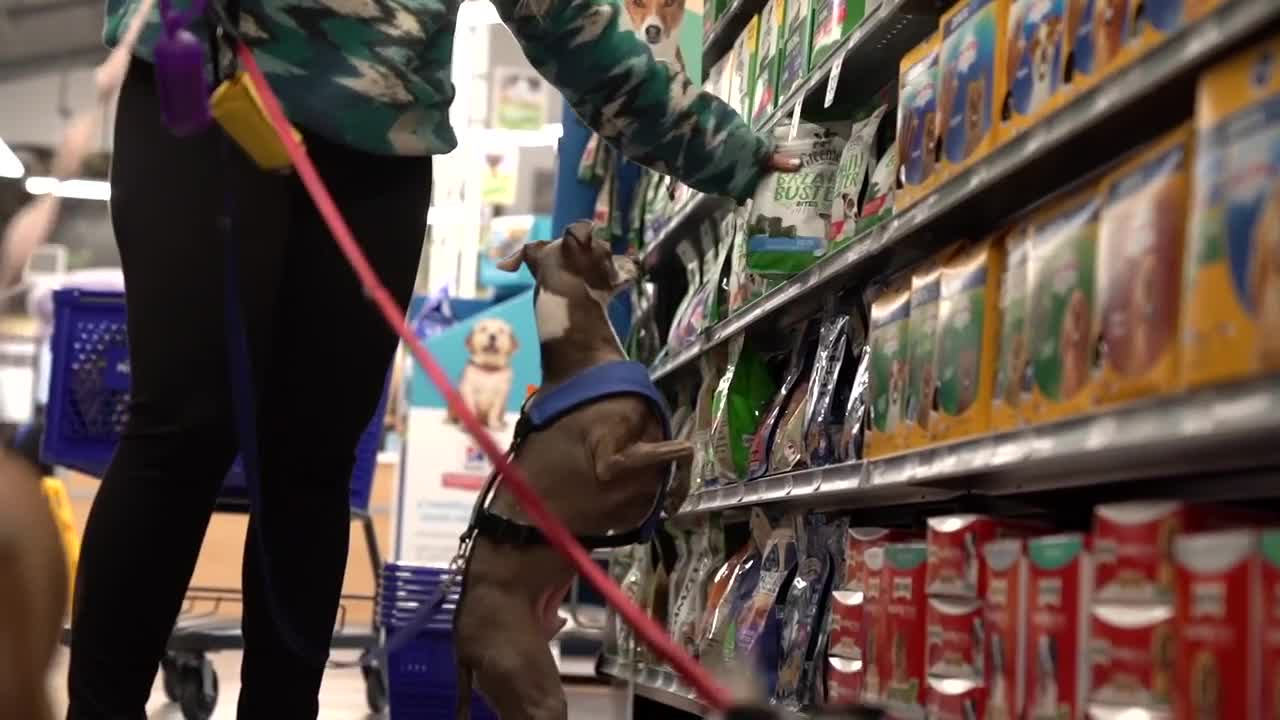 BUYING YOUR DOGS EVERYTHING THEY WANT