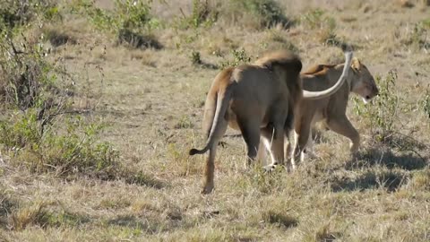 Expression of Lion After Mating 100 Times a day