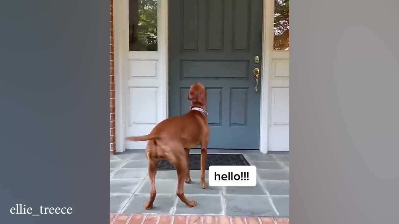 Funny pet video