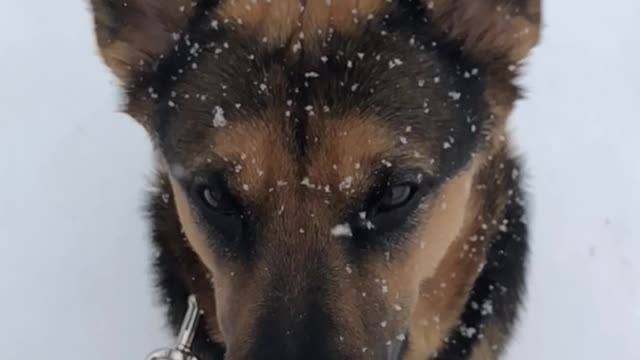 Slow motion snow hitting german shepard brown black dogs face