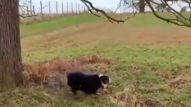 Funny Dog Fails