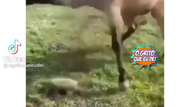 What's this weird thing here?