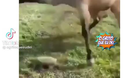 What's this weird thing here?