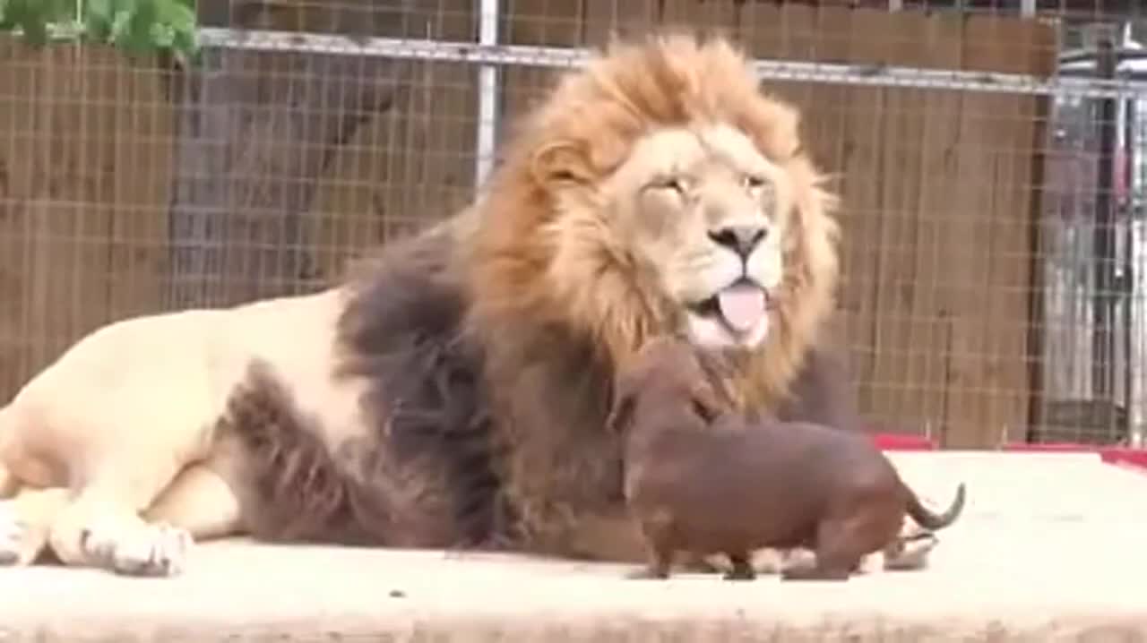 Friends - Incredible Lion and Dog