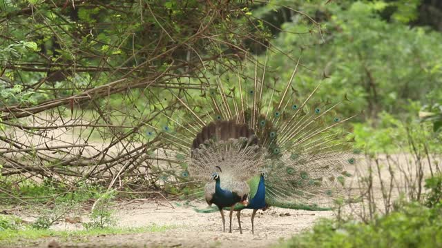 Peacock displaying feathers