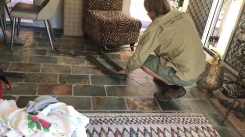 Carpet Python Under Table