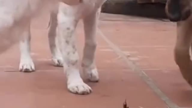 This is why cats don't like cucumbers