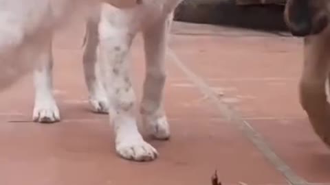 This is why cats don't like cucumbers