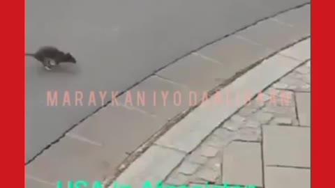 Cat vs Rat