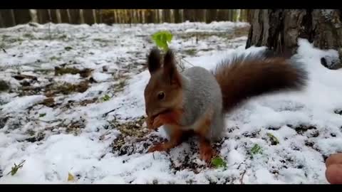 squirrel eating pine nuts