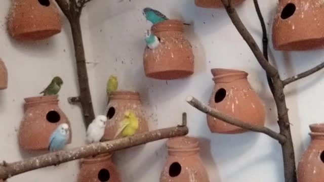 Budgies ( love birds)