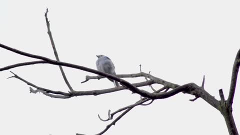 A beautiful blue bird in the rain on a tree branch