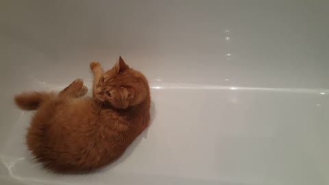 Ginger cat in the bathroom