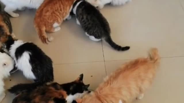 Suck cats for a day, miss cats for a lifetime