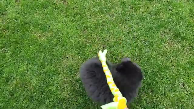 Cute Chow Chow First Day Home - Gust