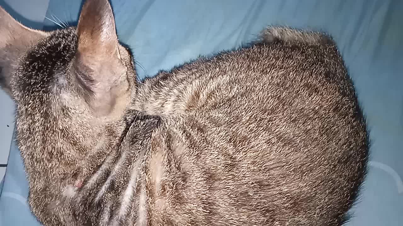 Cat wants to sleep together in bed