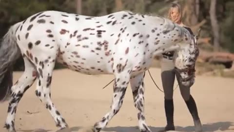 Cute And funny horse Videos Compilation cute moment of the horses - Cutest Horse #10