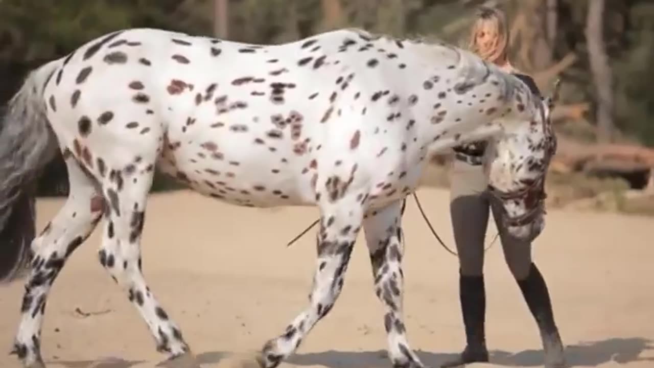 Cute And funny horse Videos Compilation cute moment of the horses - Cutest Horse #10